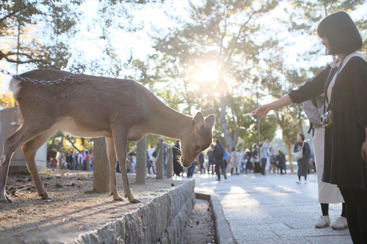 f:id:hachi-log:20191216111745j:plain f:id:hachi-log:20191216111745j:plain