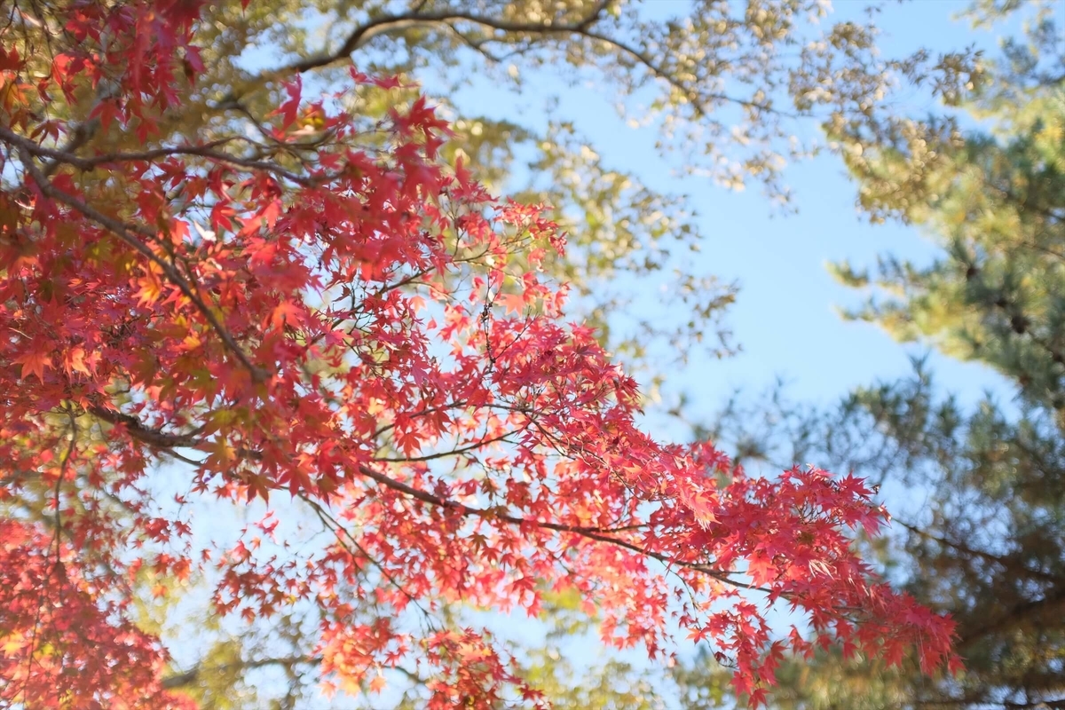 f:id:hachi-log:20191216111758j:plain f:id:hachi-log:20191216111758j:plain