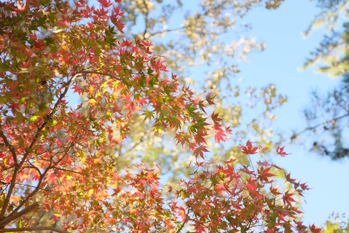 f:id:hachi-log:20191216111811j:plain f:id:hachi-log:20191216111811j:plain