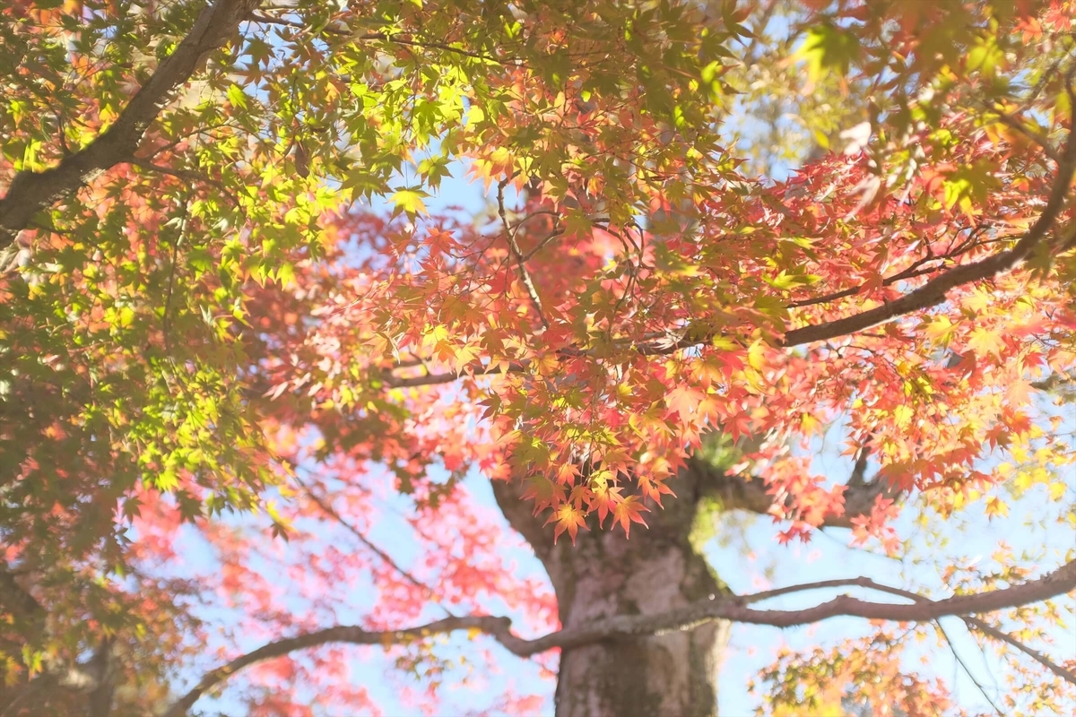 f:id:hachi-log:20191216111818j:plain f:id:hachi-log:20191216111818j:plain