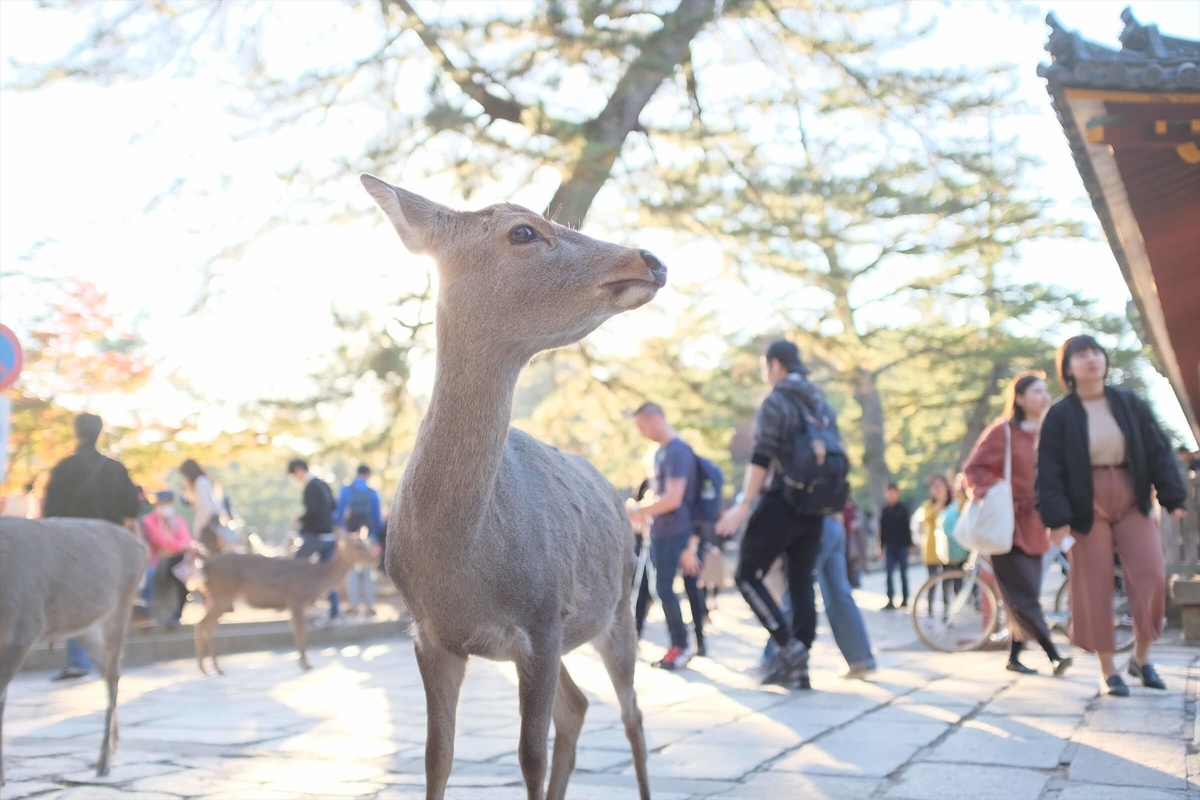 f:id:hachi-log:20191216112828j:plain f:id:hachi-log:20191216112828j:plain