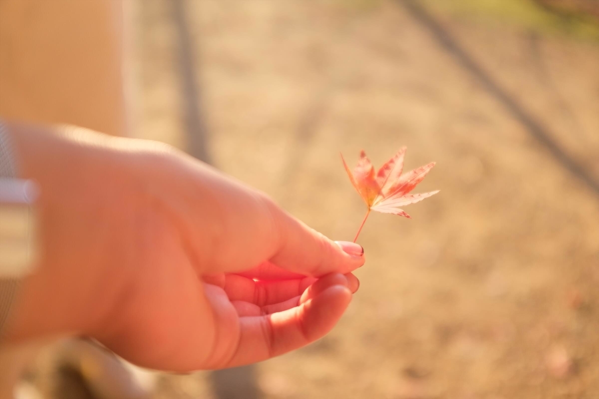 f:id:hachi-log:20191216112937j:plain f:id:hachi-log:20191216112937j:plain