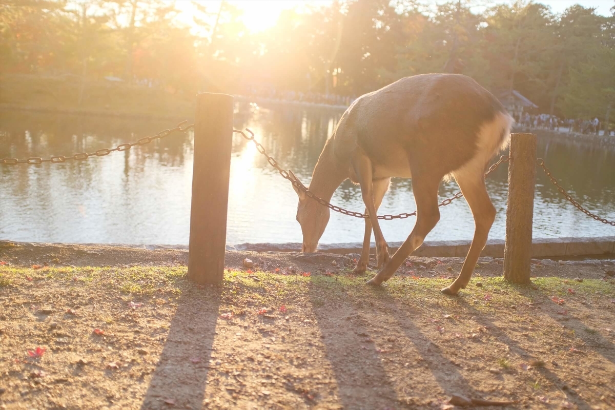 f:id:hachi-log:20191216113025j:plain f:id:hachi-log:20191216113025j:plain