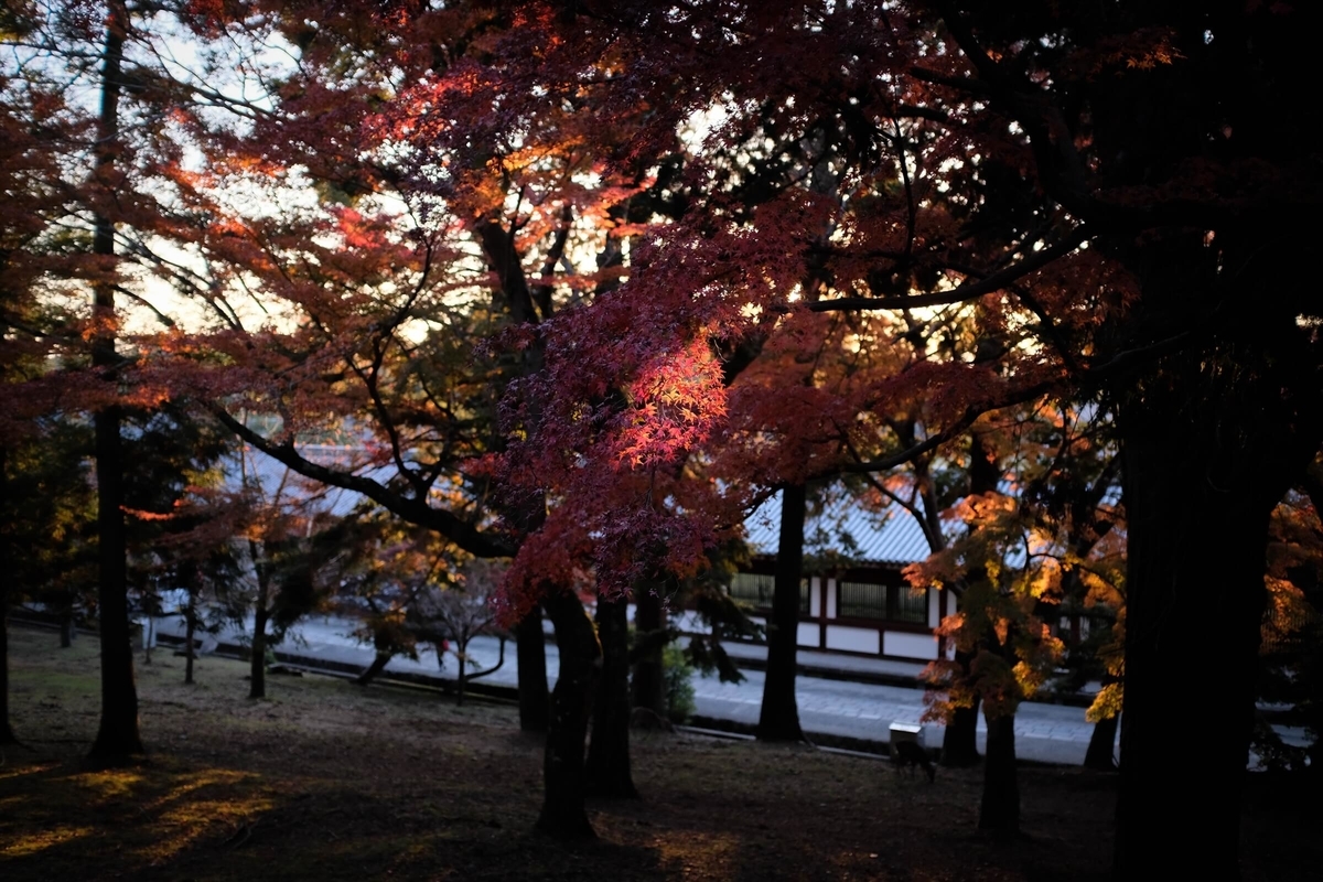 f:id:hachi-log:20191216113054j:plain f:id:hachi-log:20191216113054j:plain