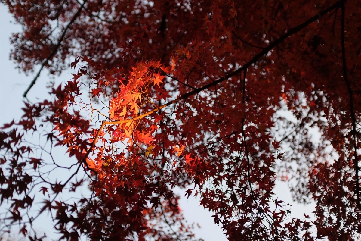 f:id:hachi-log:20191216113111j:plain f:id:hachi-log:20191216113111j:plain