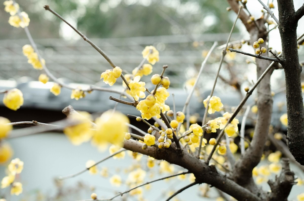 f:id:hachi-log:20200115023719j:plain