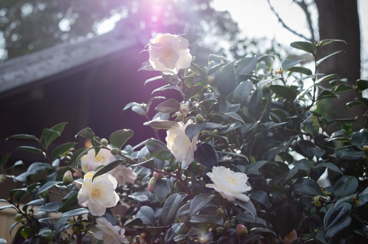 f:id:hachi-log:20200115023828j:plain