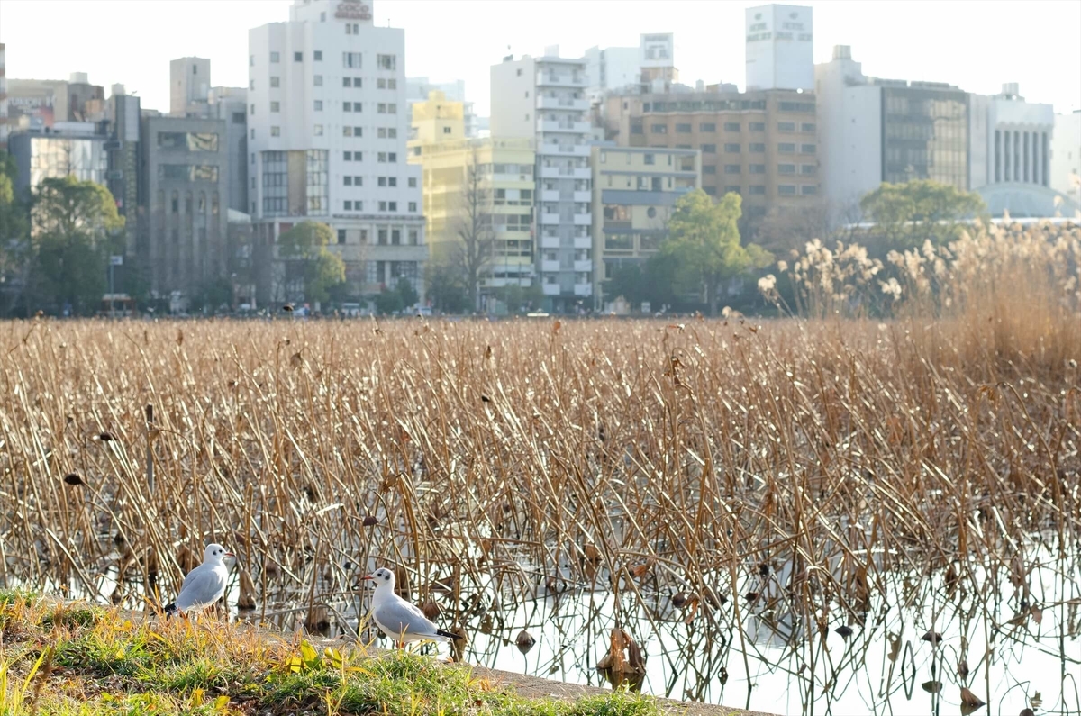 f:id:hachi-log:20200115024105j:plain