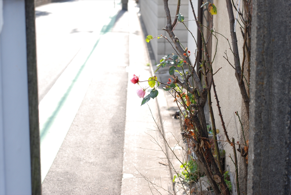 f:id:hachi-log:20200207105716j:plain