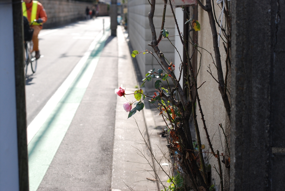 f:id:hachi-log:20200207105740j:plain