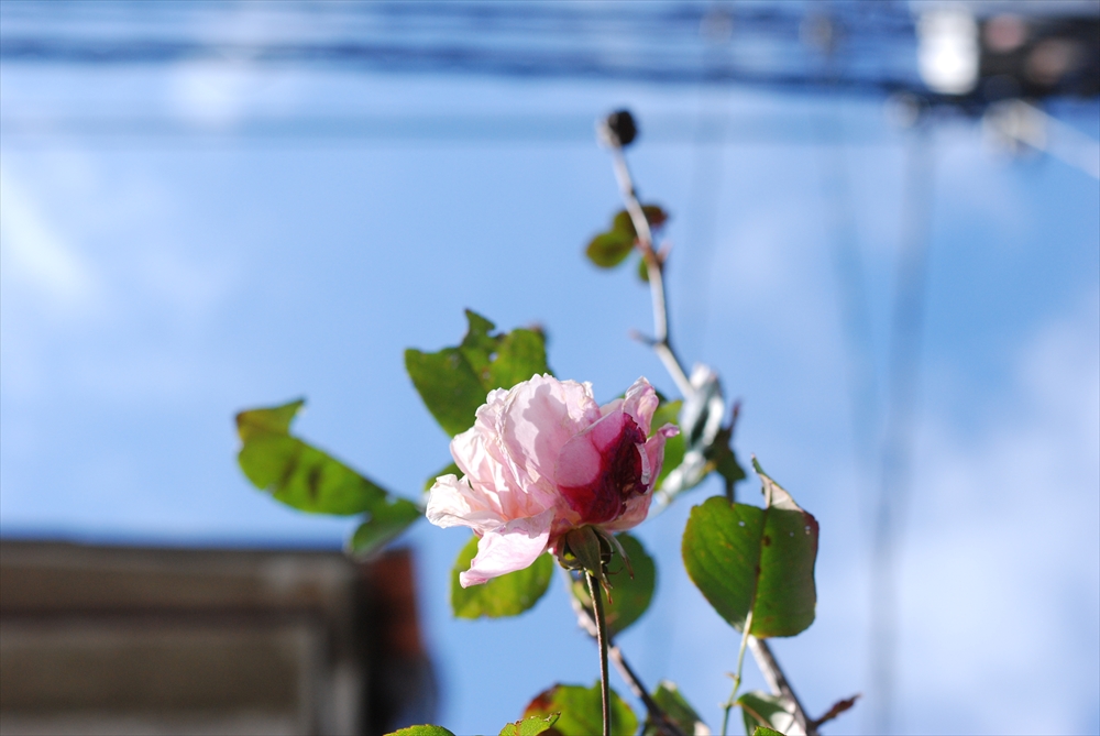 f:id:hachi-log:20200207105811j:plain