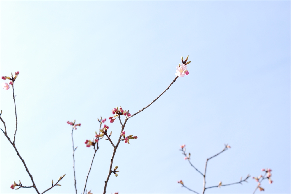 f:id:hachi-log:20200207123118j:plain