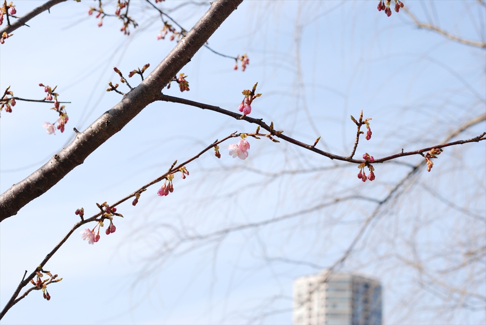f:id:hachi-log:20200207123316j:plain