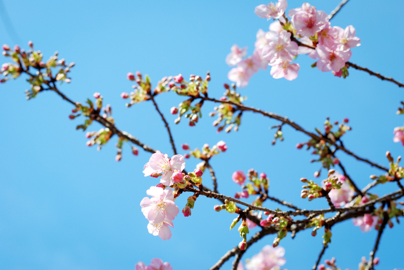 f:id:hachi-log:20200219143540j:plain