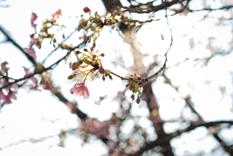 f:id:hachi-log:20200219143634j:plain