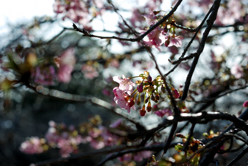 f:id:hachi-log:20200219143810j:plain