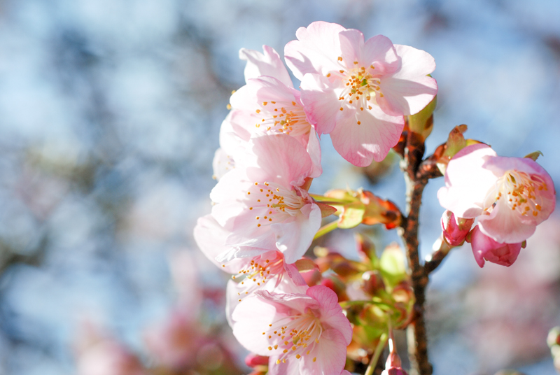 f:id:hachi-log:20200219143953j:plain