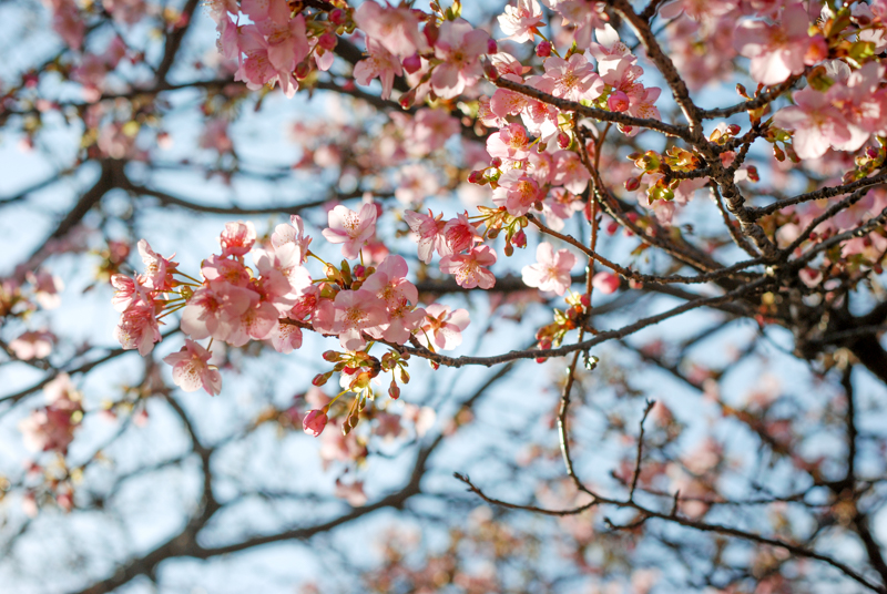 f:id:hachi-log:20200219144108j:plain