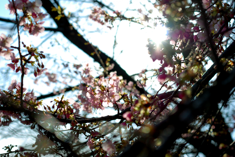 f:id:hachi-log:20200219144219j:plain