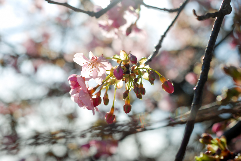 f:id:hachi-log:20200219144257j:plain