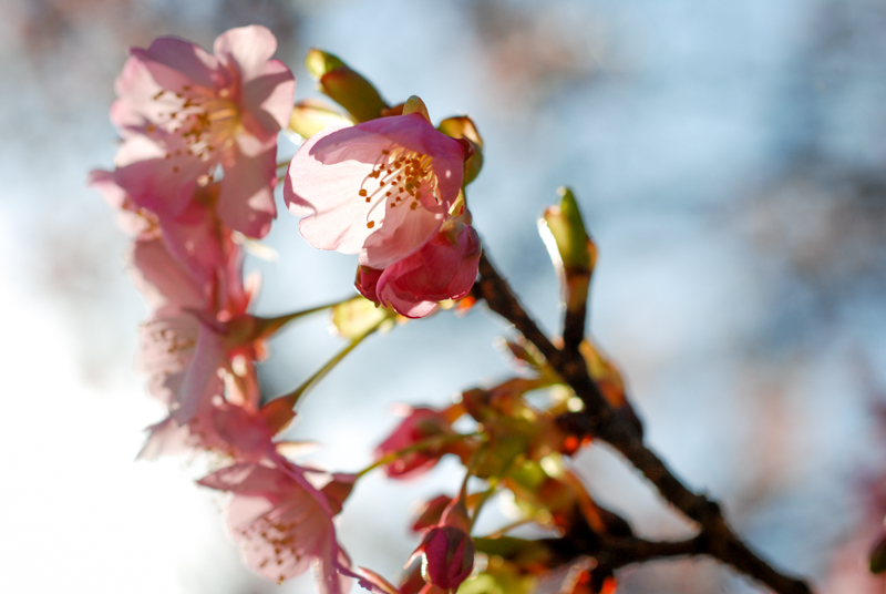 f:id:hachi-log:20200219144348j:plain