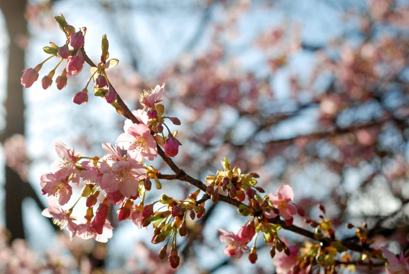 f:id:hachi-log:20200219144410j:plain