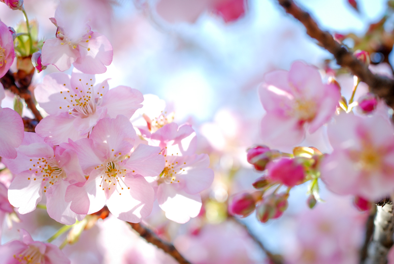 f:id:hachi-log:20200219144733j:plain