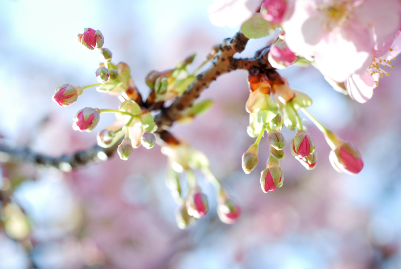 f:id:hachi-log:20200219144808j:plain