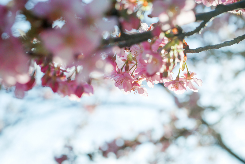 f:id:hachi-log:20200219145500j:plain