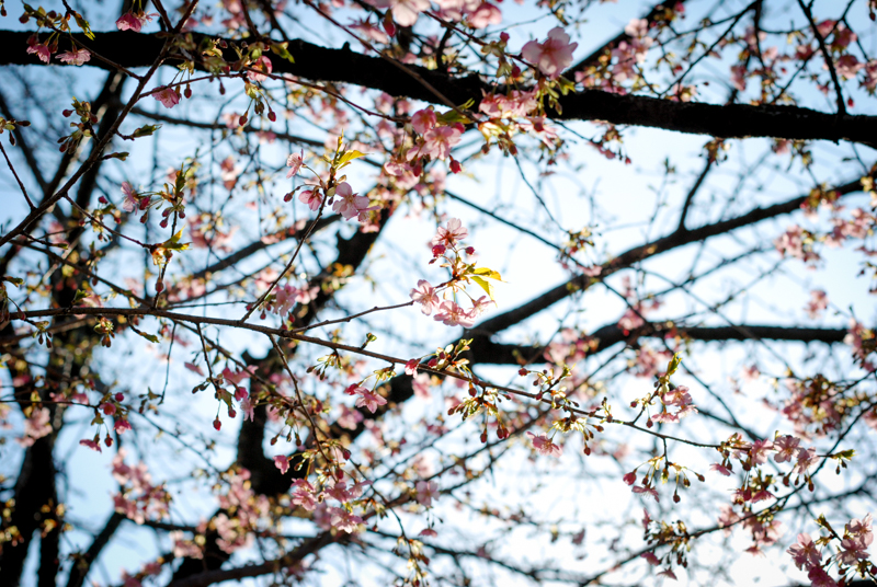 f:id:hachi-log:20200219145650j:plain