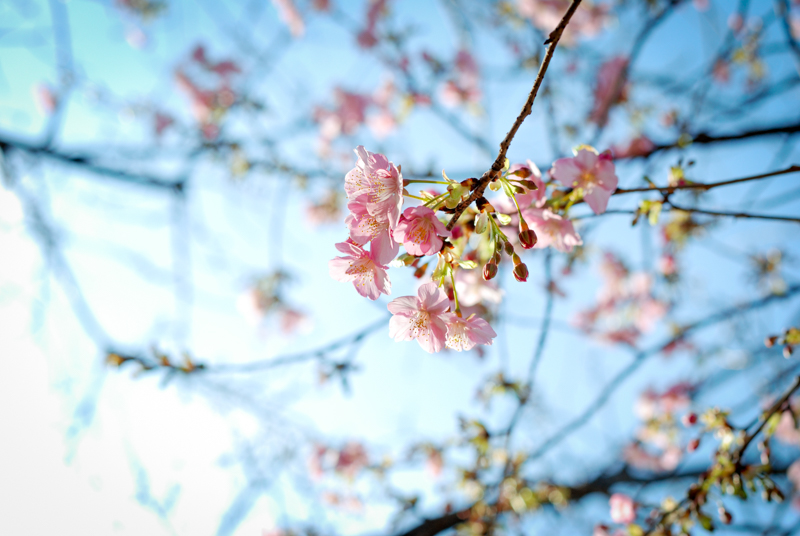 f:id:hachi-log:20200219150415j:plain