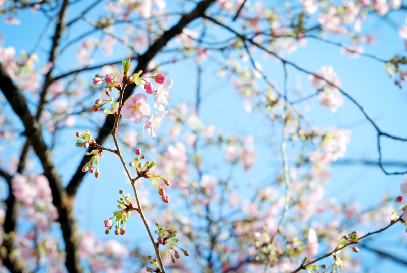 f:id:hachi-log:20200219150436j:plain