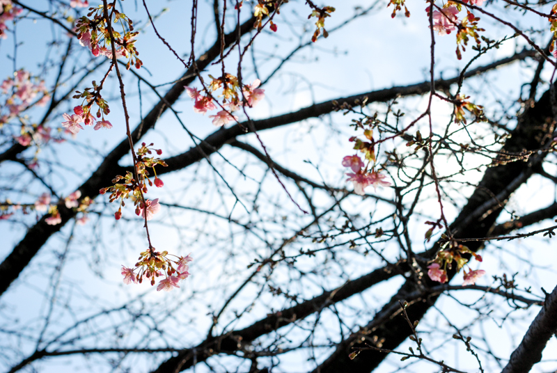 f:id:hachi-log:20200219150501j:plain