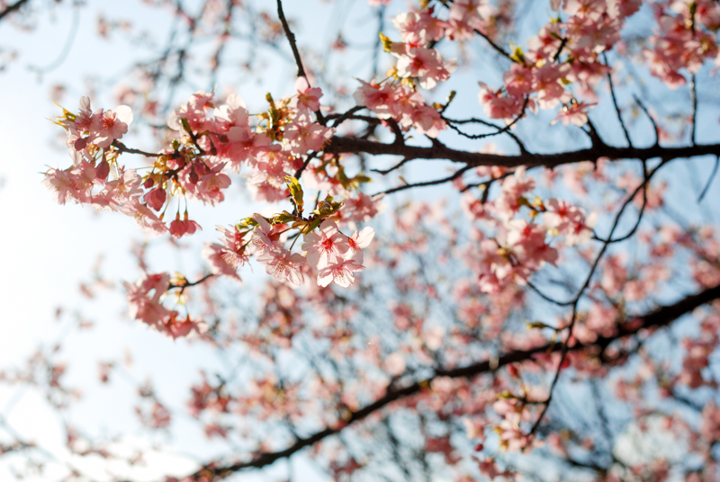 f:id:hachi-log:20200219151046j:plain