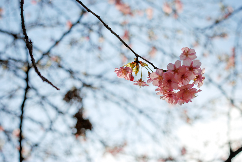 f:id:hachi-log:20200219151633j:plain