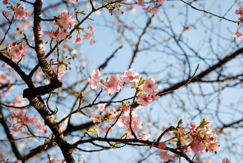 f:id:hachi-log:20200219151809j:plain