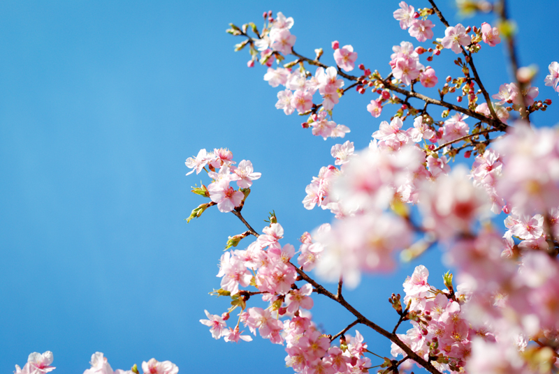 f:id:hachi-log:20200219151943j:plain