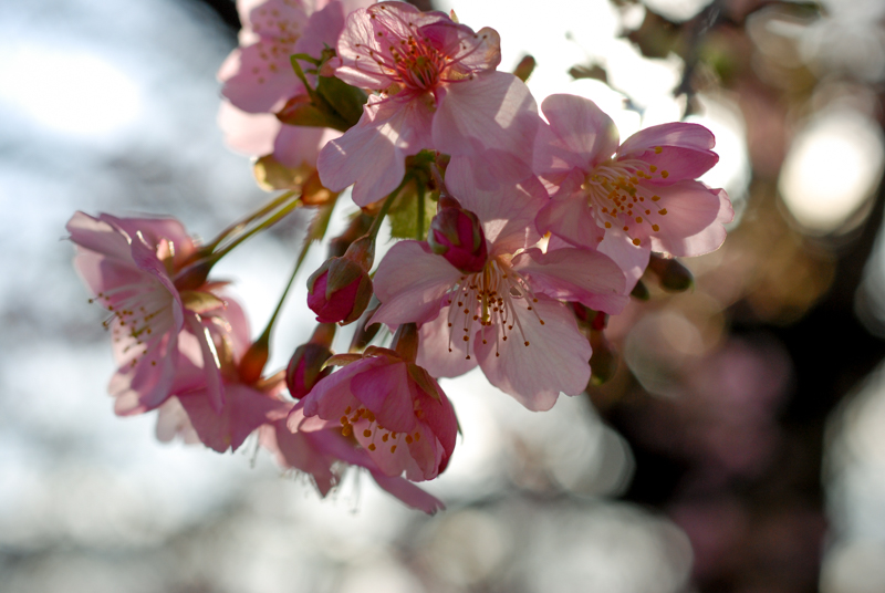 f:id:hachi-log:20200219152707j:plain