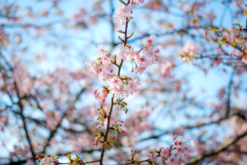 f:id:hachi-log:20200219153410j:plain