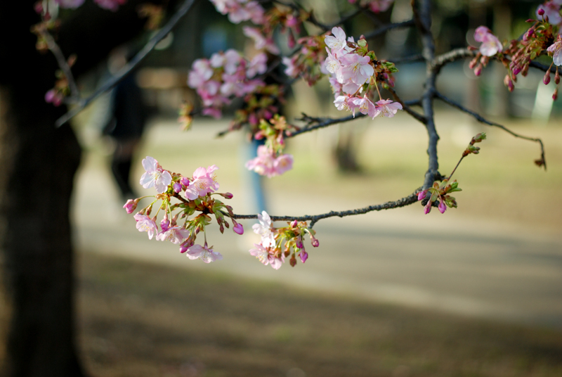 f:id:hachi-log:20200219153424j:plain
