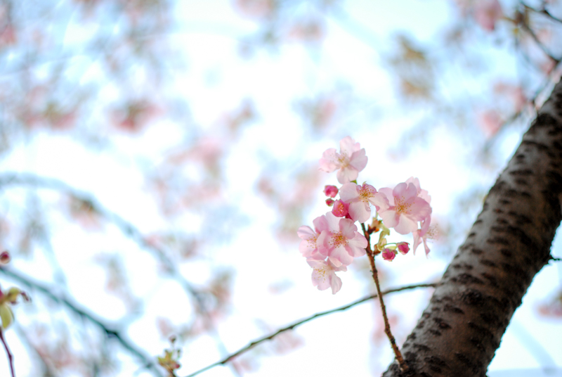 f:id:hachi-log:20200219153642j:plain
