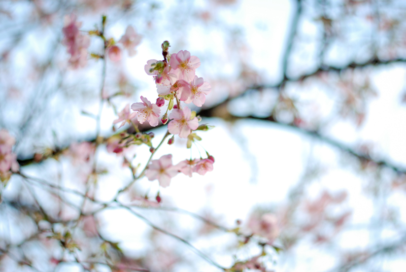 f:id:hachi-log:20200219153653j:plain