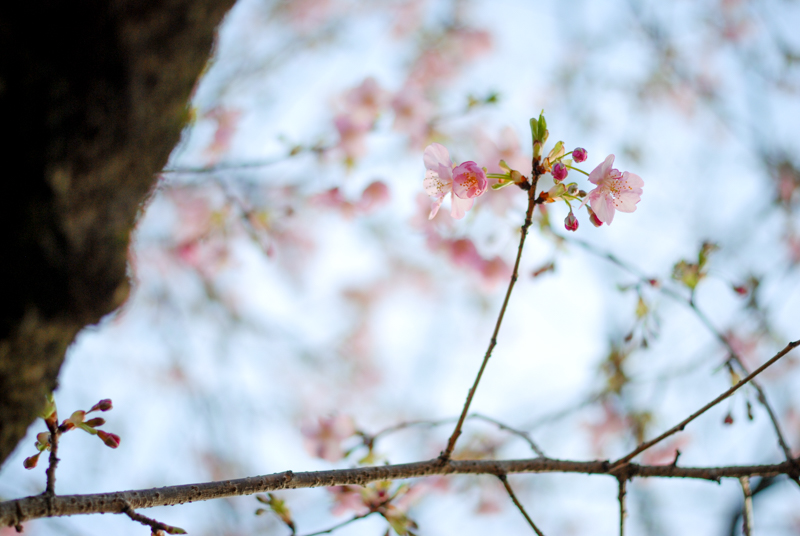 f:id:hachi-log:20200219153749j:plain
