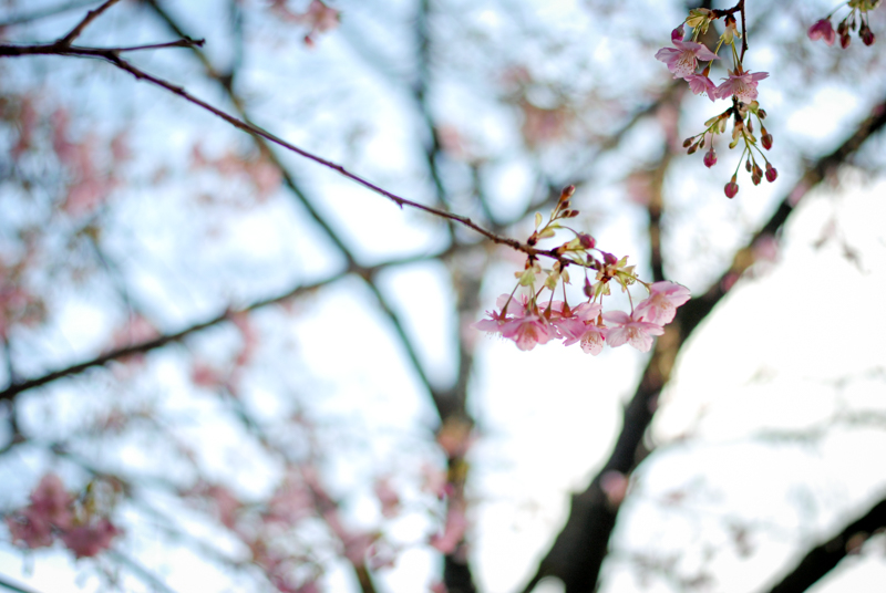 f:id:hachi-log:20200219153809j:plain