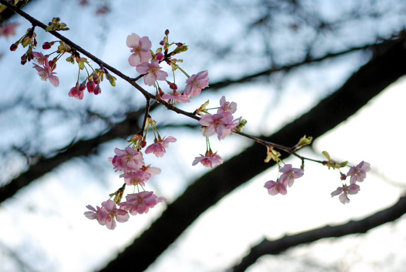 f:id:hachi-log:20200219153930j:plain