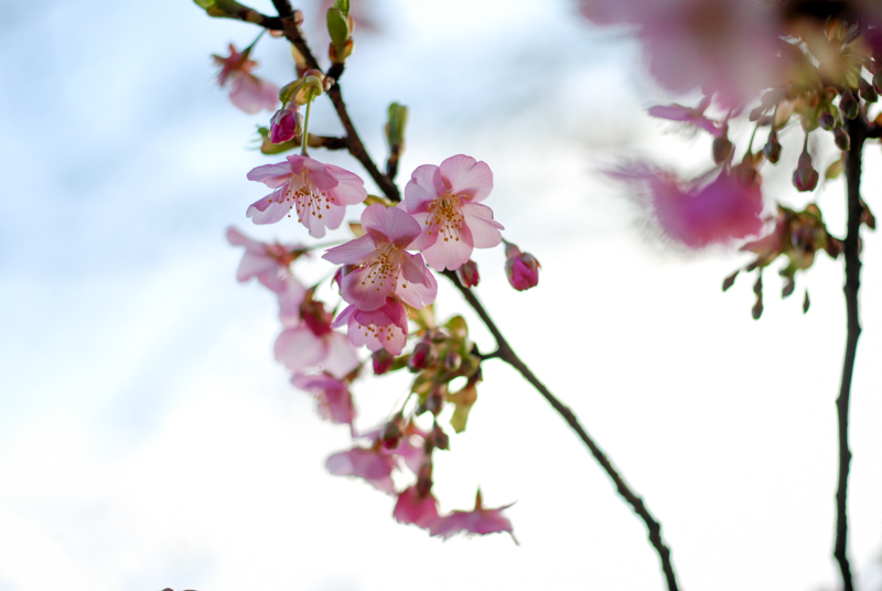 f:id:hachi-log:20200219154112j:plain