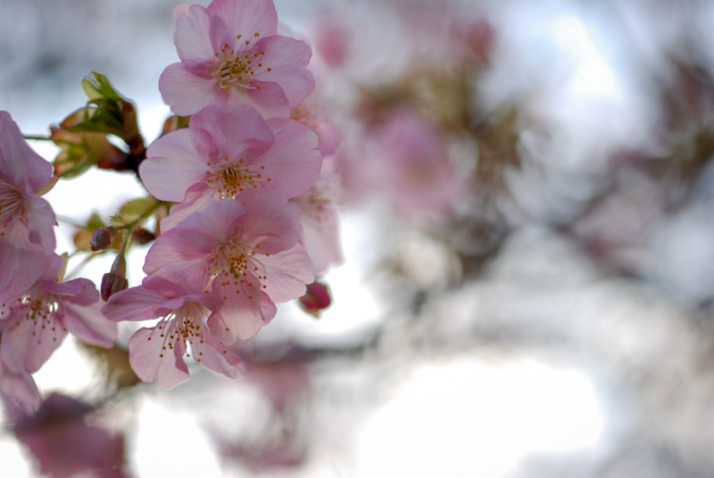 f:id:hachi-log:20200219154157j:plain
