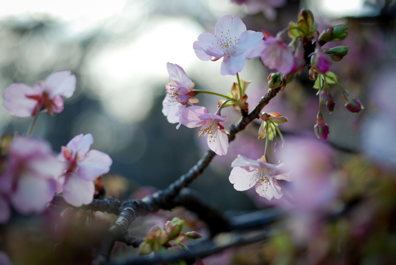 f:id:hachi-log:20200219154445j:plain