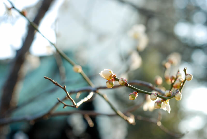 f:id:hachi-log:20200219204247j:plain