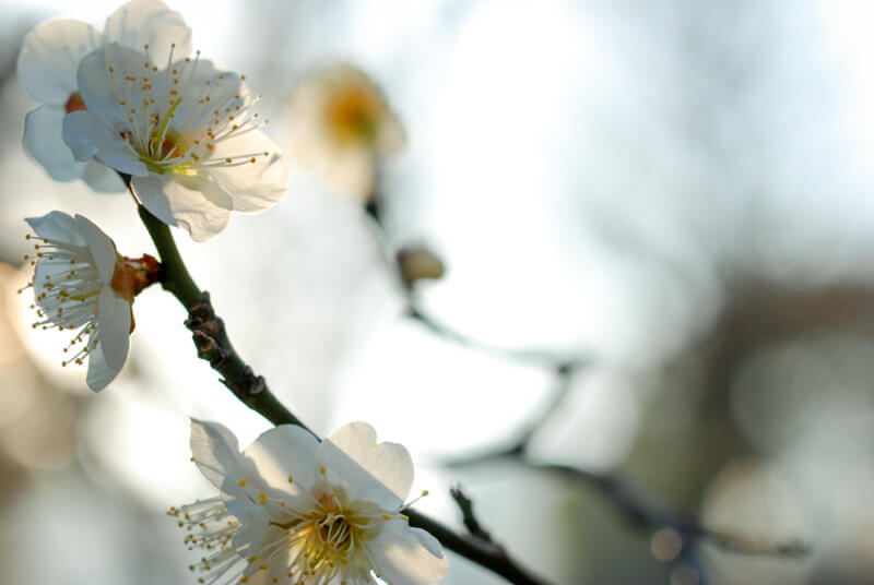 f:id:hachi-log:20200219204534j:plain